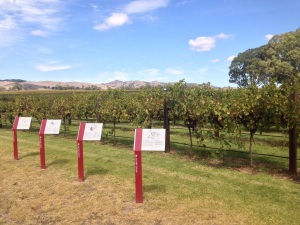 Vignobles Adelaide