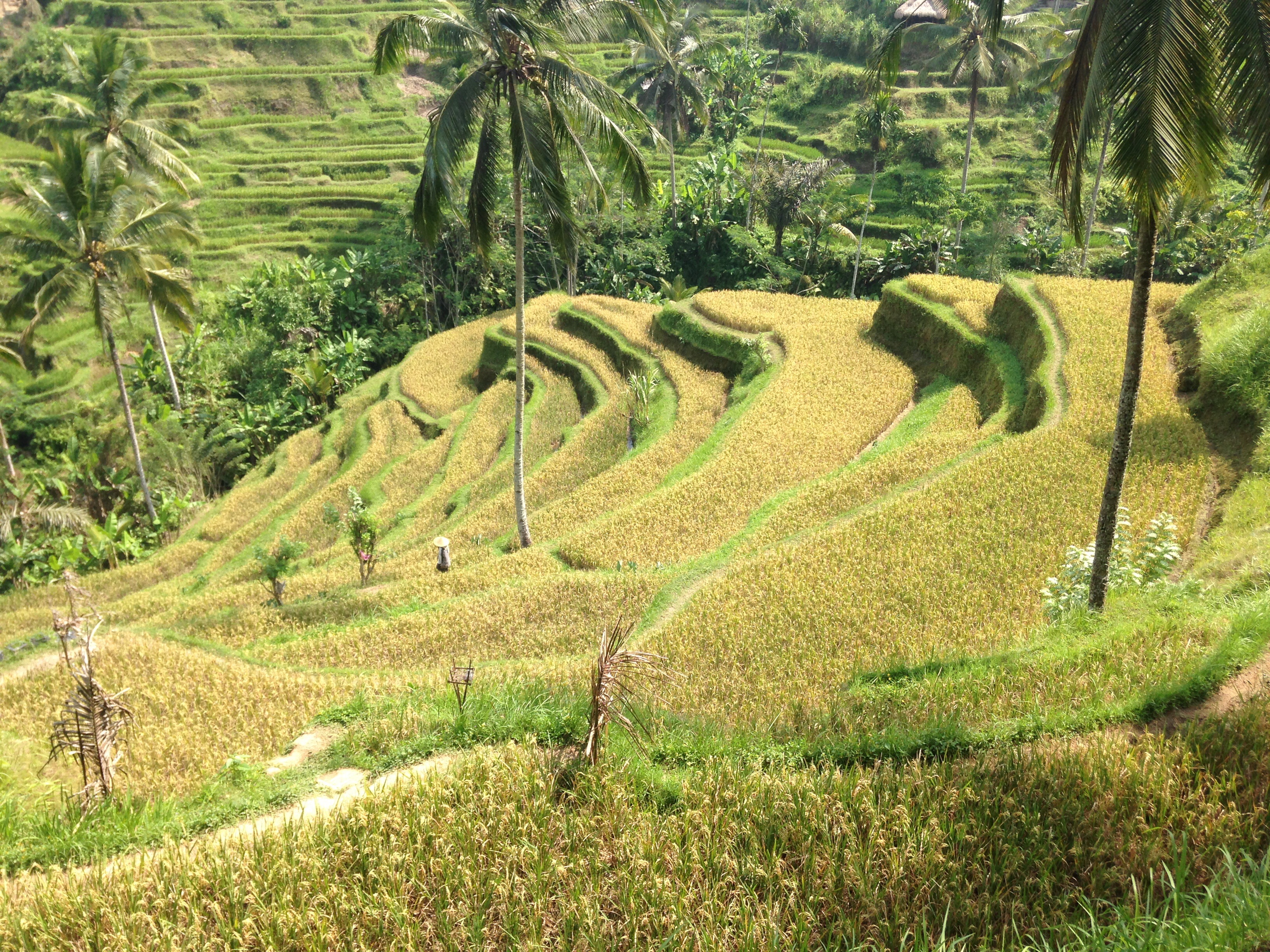 Rice Terrace in Ubud